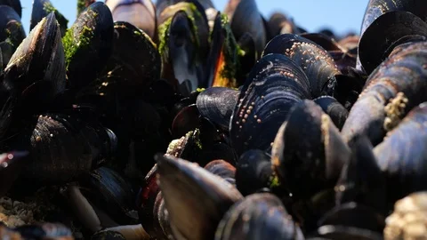 Mussels On Beach Close Up Stock Footage 91813805