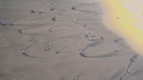Mussels on beach 스톡 동영상 83043939
