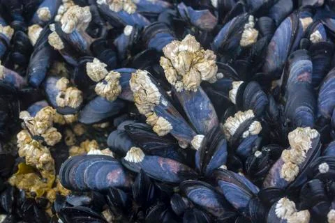 Mussels bed. Stock Photos