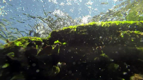 Mussels in Bubbles, Gibraltar Video stock 39255496