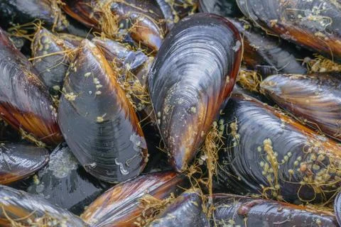 Mussels close up in daylight.. Stock Photos