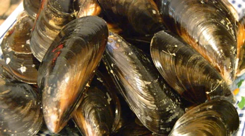 Mussels Up Close Stock Footage 56455252