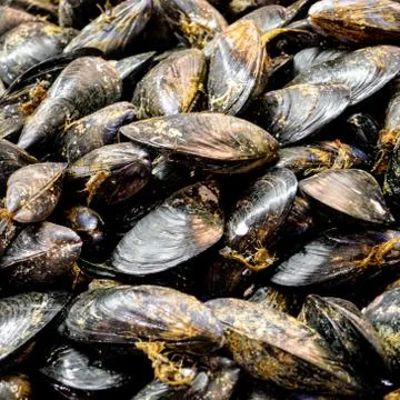Mussels, close up Stock Photos