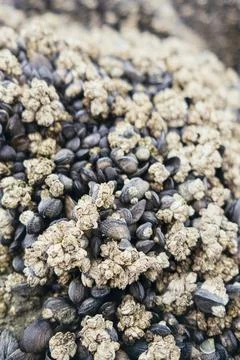 Mussels colonize rocks at Cabo Curioso, Santa Cruz, Argentina, South America Stock Photos