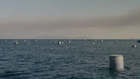 Mussels Farming Stock Footage 340550140