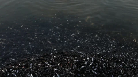 Mussels Stock-Footage 34388471
