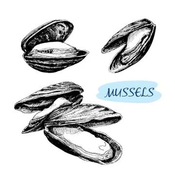 Mussels Stock Illustration