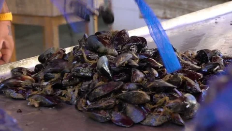 Mussels at the market Stock Footage 82012508