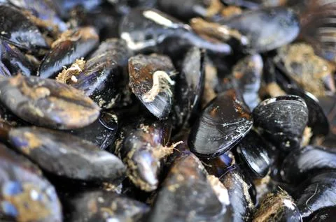 Mussels Stock Photos