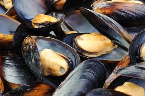 Mussels 스톡 사진