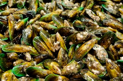 Mussels Stock Photos