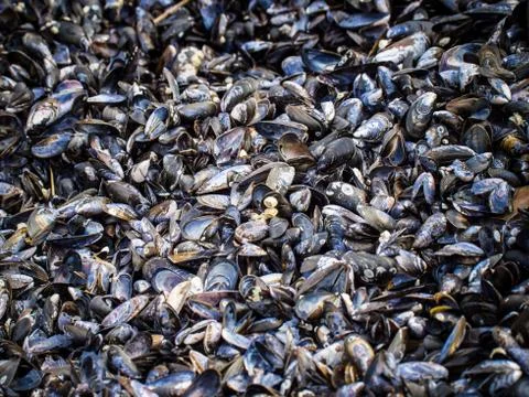 Mussels Stock Photos