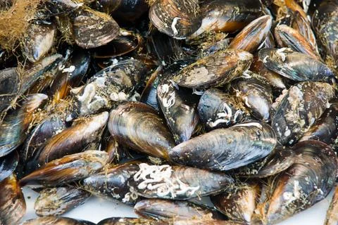 Mussels Stock Photos