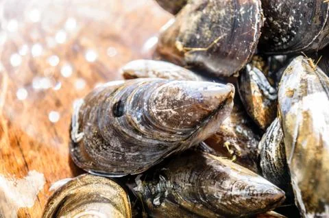 Mussels Stock Photos