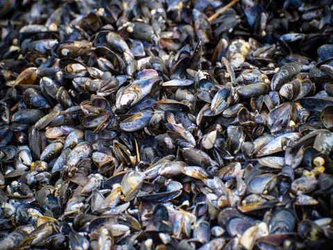 Mussels Stock Photos