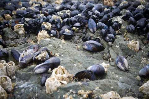 Mussels Stock Photos