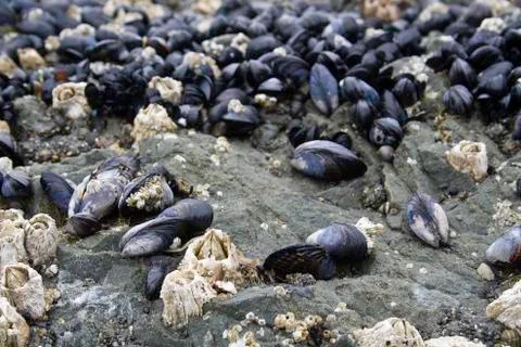 Mussels Stock Photos