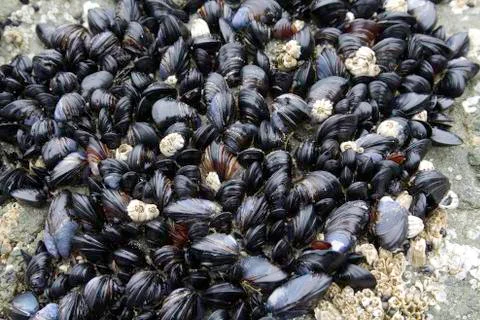 Mussels 스톡 사진