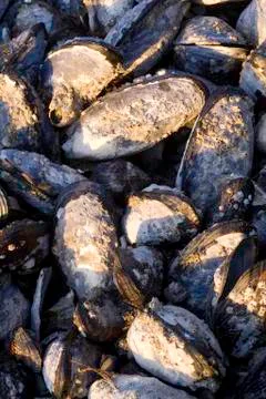 Mussels Stock Photos