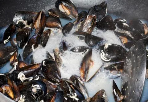 Mussels Stock Photos