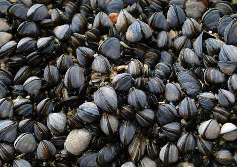 Mussels Stock Photos