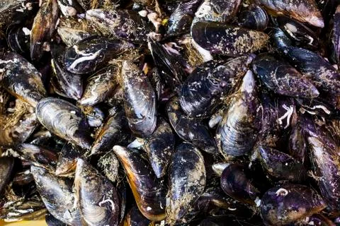 Mussels Stock Photos