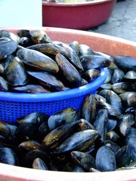 Mussels Stock-Fotos