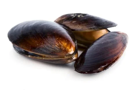 Mussels Stock Photos