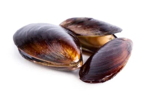 Mussels Stock Photos