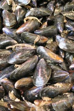 Mussels Stock Photos