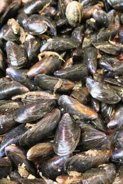 Mussels Stock Photos