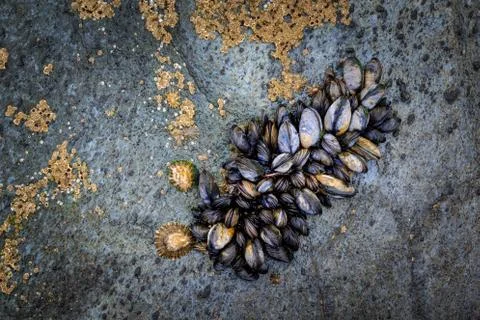 Mussels Stock Photos