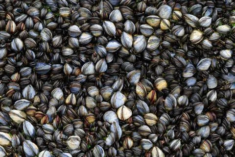 Mussels Stock Photos