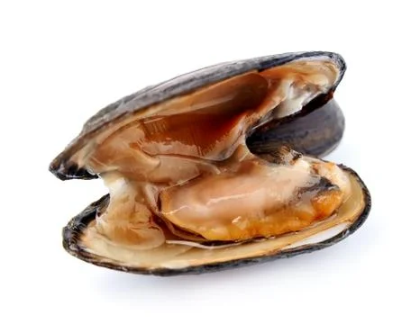 Mussels Stock Photos