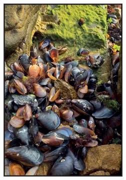 Mussels Stock Photos