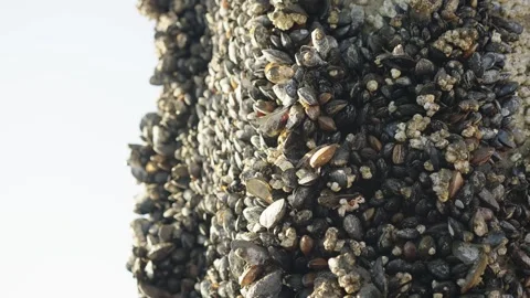 Mussels on Pier Close Up Video stock 292853521