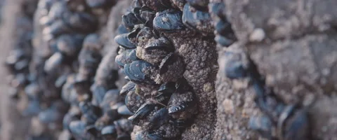Mussels on Rock 6K Stock Footage 222899283