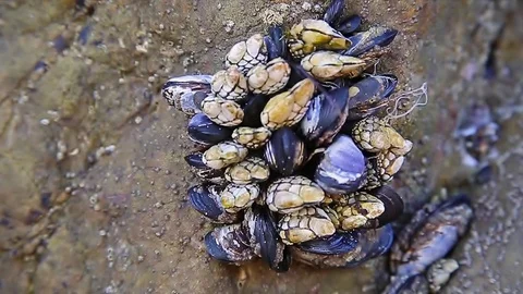 Mussels on a rock at the beach. Stock Footage 70818819