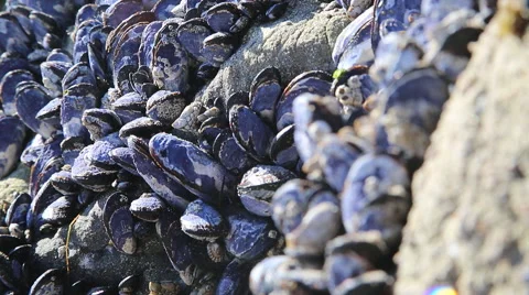 Mussels on Rock 스톡 동영상 53770989