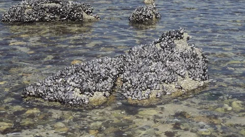 Mussels on rock Video stock 113343597