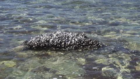 Mussels on rock Video stock 113344478
