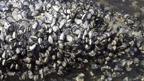 Mussels on rock Video stock 113345015