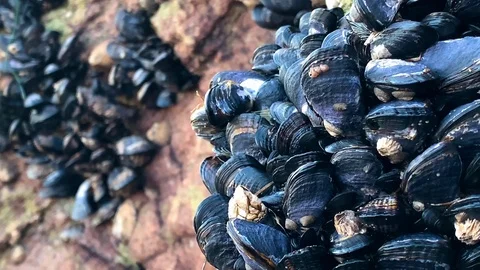 Mussels on a rock Stock Footage 122659540