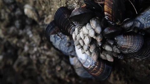 Mussels on a rock 스톡 동영상 122662384