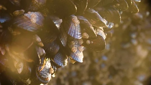 Mussels on a rock Stock Footage 122662692