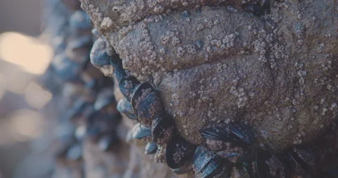 Mussels on Rock 스톡 동영상 222854293