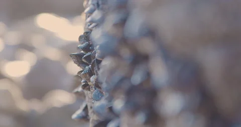 Mussels on Rock Stock Footage 222856770