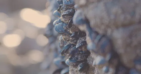 Mussels on Rock at Sunset Stock Footage 222859983