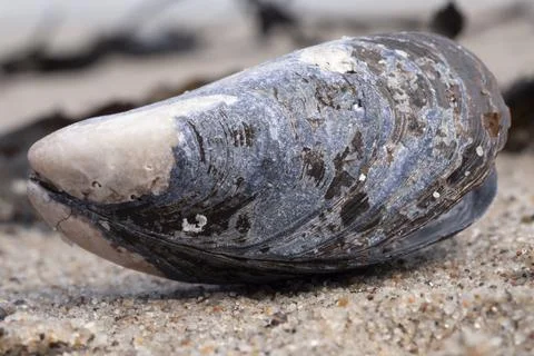 Mussels shell on the sandy beach. Close-up, macro Stock Photos