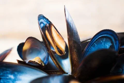 Mussels in shells close-up on a beige background. Macro Stock Photos
